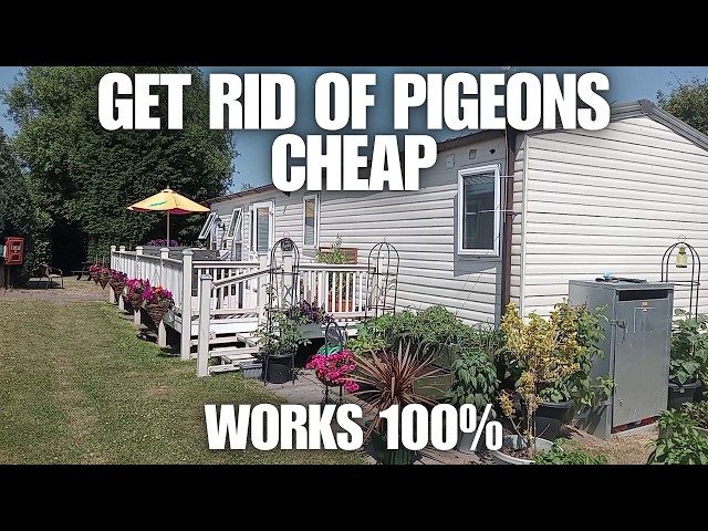 Keep Pigeons Off Your Caravan Roof Cheapest Method [Caravan Life UK]