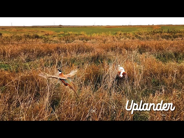 The Pheasant Hunt I've Been Dreaming About (8 Years in the Making)