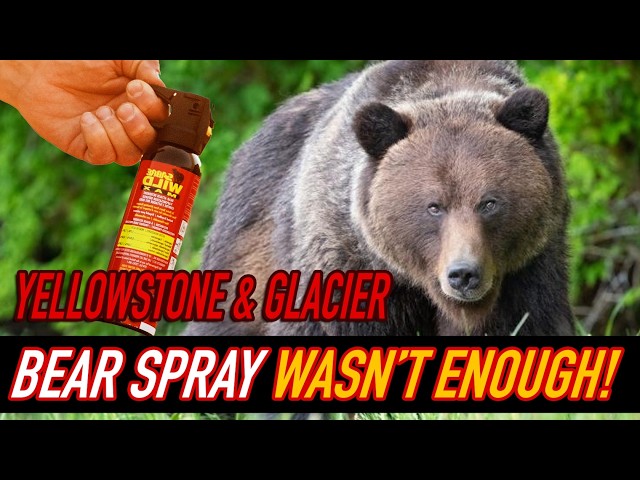 Fatal attack | Bear spray wasn't enough | Fatal grizzly attack Glacier and Yellowstone National Park