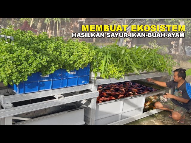 BUILDING A TILAPIA AQUAPONICS SYSTEM | CREATE AN ECOSYSTEM TO CULTIVATE FISH, VEGETABLES, FRUITS,...