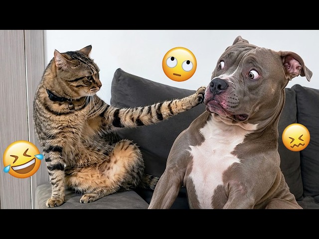 I dare you not to LAUGH at these FUNNY DOGS 😁🦮 - Best Funny Animals Videos 2026 #333