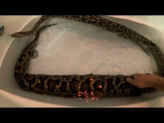 CARING FOR A 45LB BURMESE PYTHON IN A NORMAL HOME