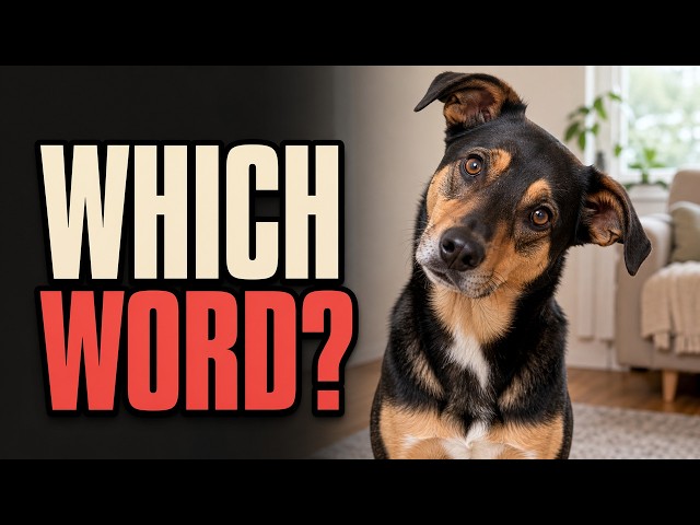 Why Your Dog Tilts Its Head When You Talk?