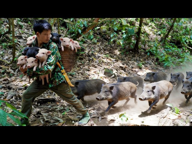 Life in the wilderness: trapping wild chickens, catching a wild boar baby abandoned by its mother