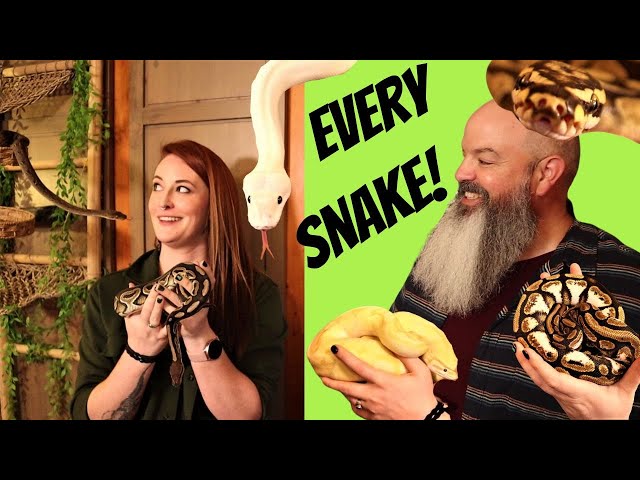 Complete Python Tour: All my snakes in one video!