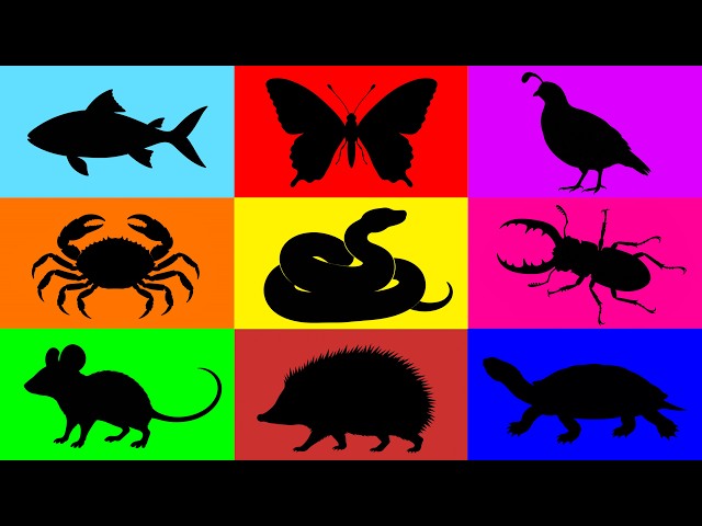 Pets: Butterfly, Mouse, Turtle, Fish, Hedgehog, Tomato crab, Ball python, Quail, Stag beetle