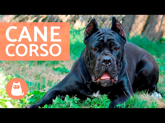 Cane corso - Características y adiestramiento del CANE CORSO