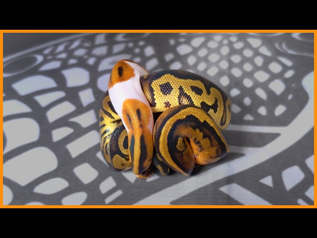 Baby Ball Pythons Are Here!