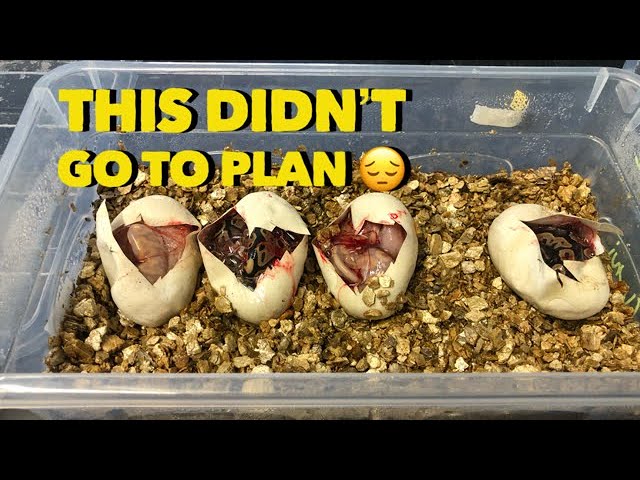 Ball Python Egg Cutting!! Not Good!!