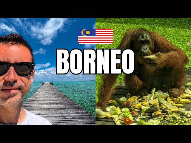 Wild Borneo: Orangutans, Rainforest and Dreamy Beaches in Sabah 🐒🌴🌊
