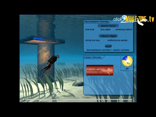 How Whales and Dolphins avoid Decompression Sickness? | WHALEZONE.TV S1E5