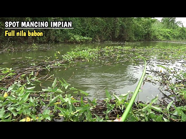 Full of tilapia babon..!! The dream fishing spot for all wild anglers