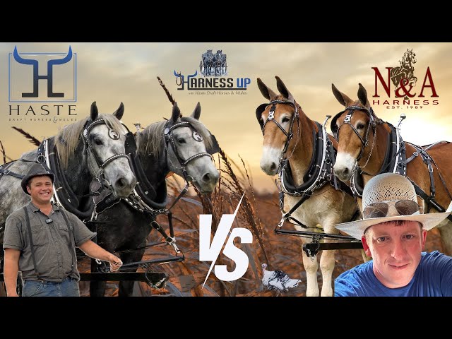 "Draft Horses vs. Draft Mules: Which One is Your Favorite? Comment Your Choice Below!"