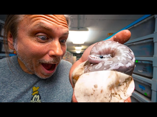 CUTTING 15 SNAKE EGGS!! HATCHED A SOUL SUCKER BALL PYTHON!! | BRIAN BARCZYK