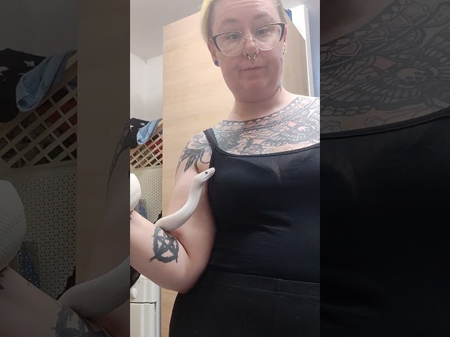 Short update on my white ball python ghost