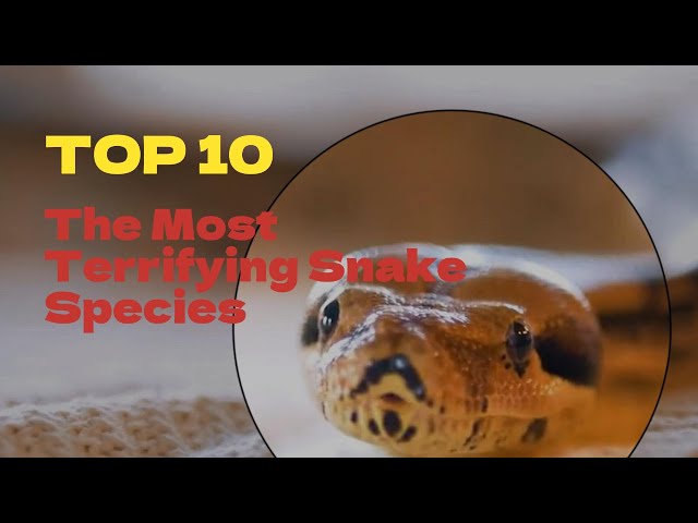 TOP 10 !!!! The Most Terrifying Snake Species !!!