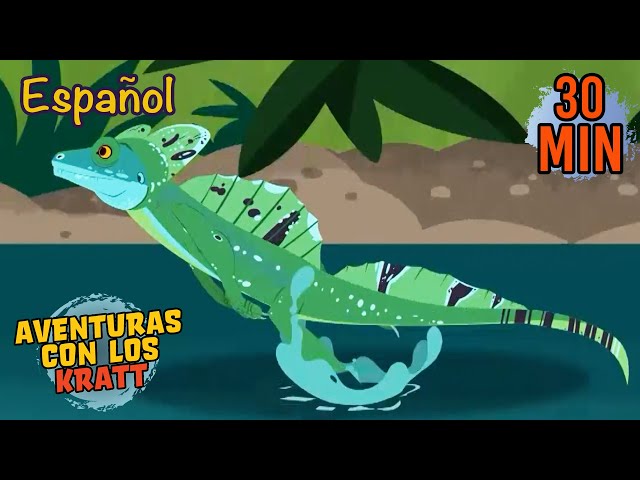 Carrera Acuática | Animales y Ejercicio | Aventuras con los Kratt | 9 Story Kids en Español