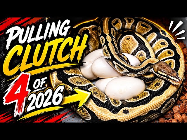 Pulling Clutch #4 of 2026! 🔥 What Ball Python Eggs Are We Hatching Next? 🐍🥚