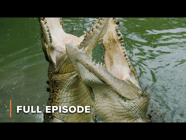 Why Australia’s Croc Population Is Exploding | Secrets of Wild Australia 103+104