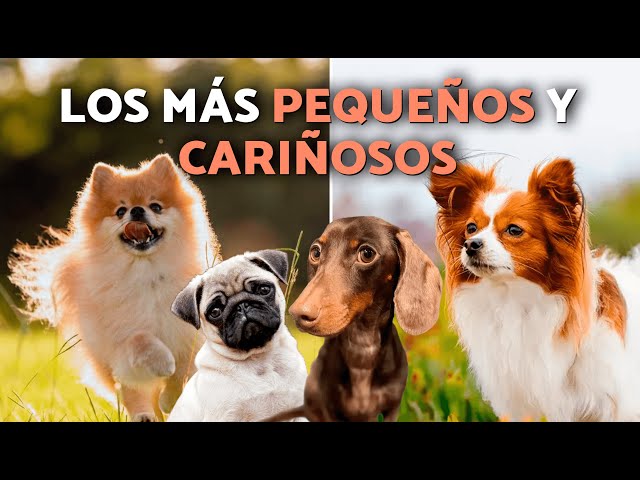 The 10 most AFFECTIONATE SMALL DOG ​​breeds that will steal your heart ❤️🐶