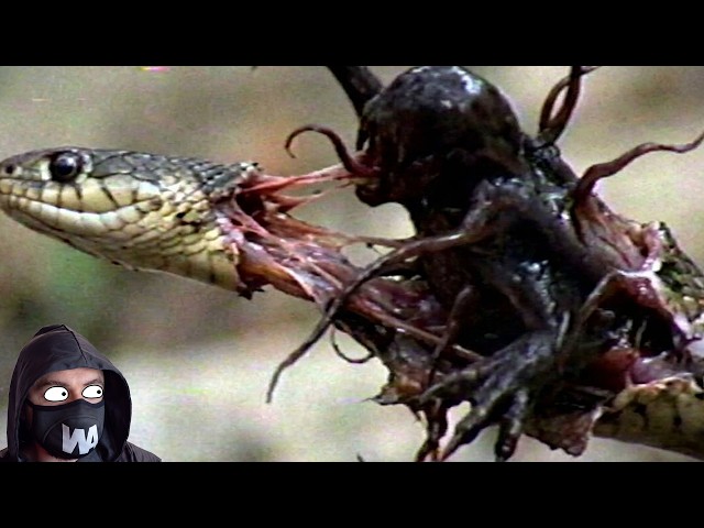 Insect That Started Killing Snakes