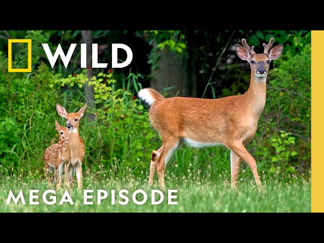 Secret Lives of America's National Park Animals | MEGA Episode | Nat Geo Animals