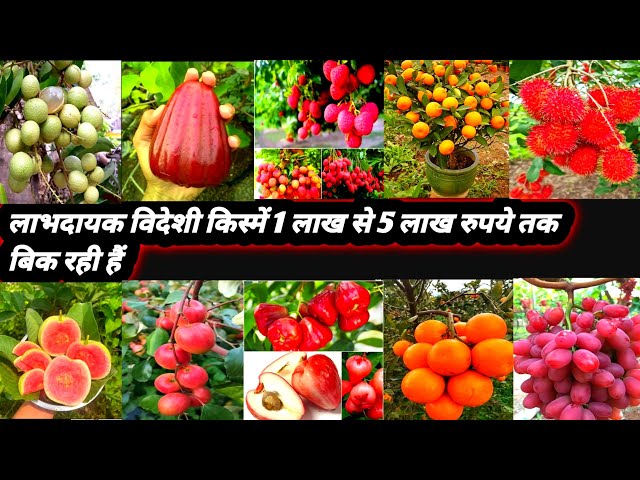 Thailand Fruit Plant Nursery || Thai King Black jamun ~ Black Diamond ~ Jackfruit ~ Longan Plant 