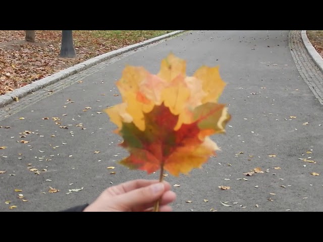 Parcul Romanescu Craiova 16 11 19. Cel mai mare parc din Romania, al 3lea din Europa. Needitat .