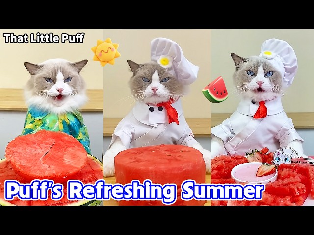 Puff Makes the Cutest Summer Treats 🍦🍉🐱| That Little Puff