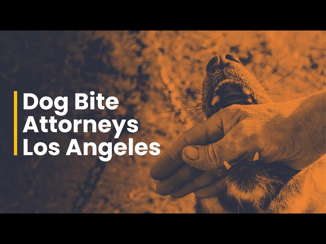 Dog Bite Attorneys Los Angeles