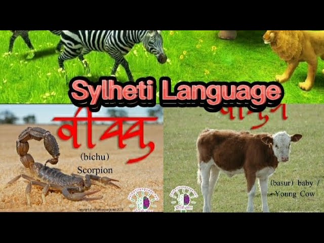 Sylheti Language  Discover the Melodies of Sylheti / Syloti Language: Pronouncing Animals