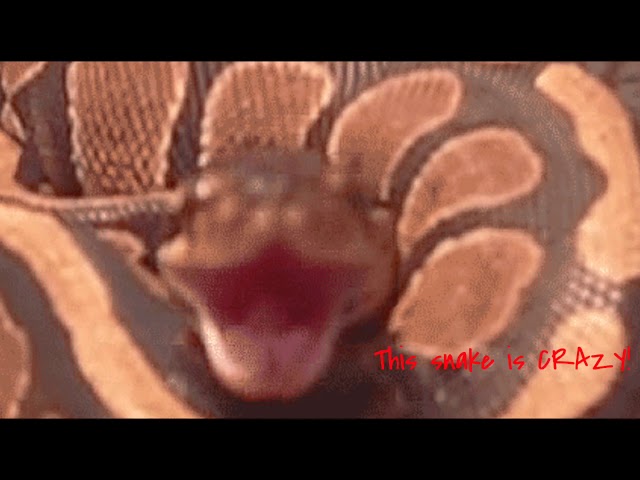 A ball python hissing like crazy!