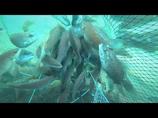 Amazing fish trap. Real underwater full video.A lot of fish came into the trap
