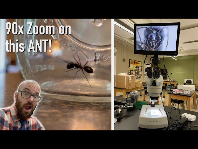Zooming way in on this ant! | Stereo Microscope