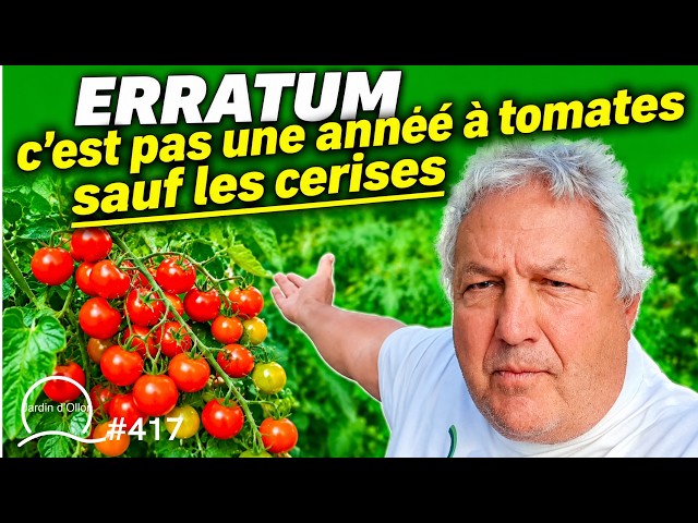 #417-CORRECTION: Not a great year for tomatoes, except for cherry tomatoes!!!