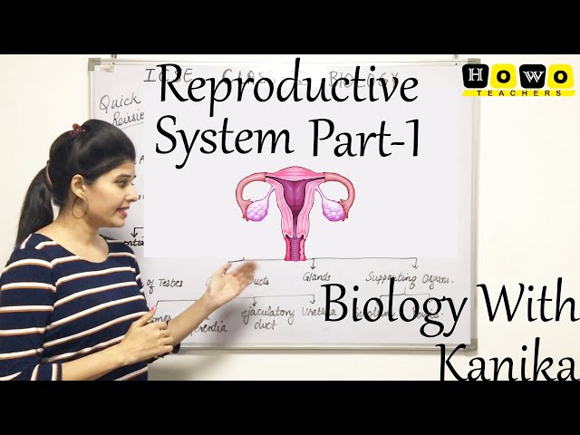 REPRODUCTIVE SYSTEM | MALE REPRODUCTIVE SYSTEM | FEMALE REPRODUCTIVE SYSTEM |HUMAN REPRODUCTION HOWO
