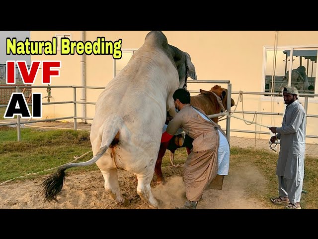 Modern Vs Conventional Cattle Breeding | Brahman Cattle Farming | Dayzee Farms #farming #vlog #cow 