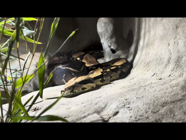 🐍 Python Snake – Powerful & Mysterious Reptile 
