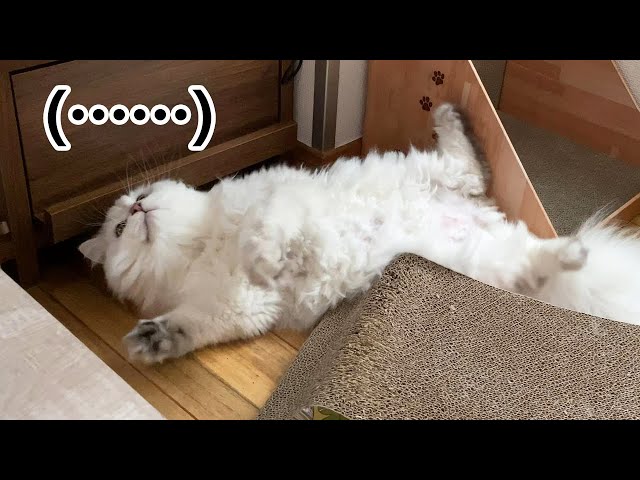 Cat seems to be too free.