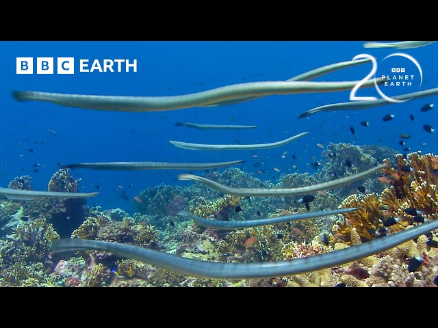 Highly Venomous Sea Snakes Hunt in Huge Group | 20 Years of Planet Earth | BBC Earth