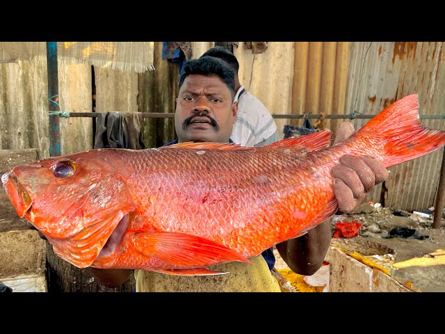 KASIMEDU SPEEDSELVAM BIG SIZE RED SNAPPER FISH CUTTING VIDEO #kasimeduselvam #fishcutting 