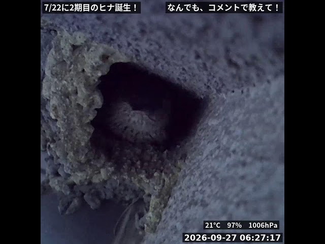 【LIVE】コシアカツバメの巣を定点観察｜野鳥観察ライブ (Red-rumped Swallow Nest Cam)