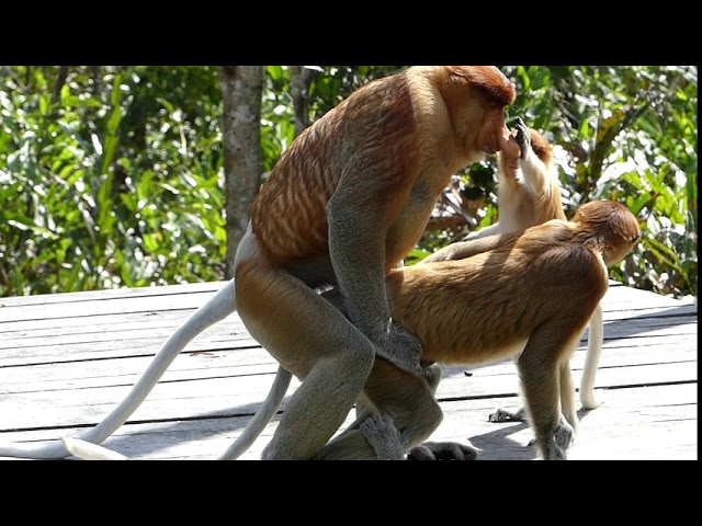 Proboscis monkeys mating disrupted by a juvenile pulling the male's nose