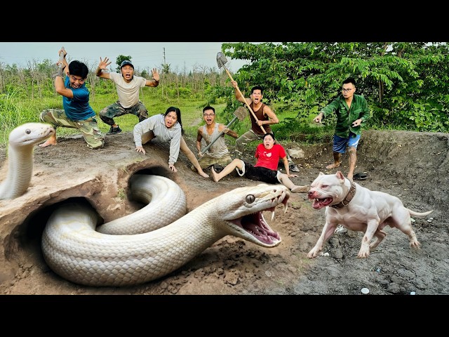 6 Brave Hunters with Pitbull Capture 2 Ferocious Giant White Pythons