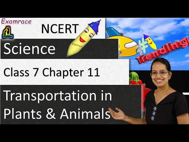 NCERT Class 7 Science Chapter 11: Transportation in Plants and Animals (NSO/NSTSE) | English