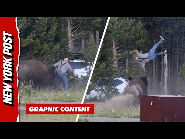 Bison Launches Yellowstone Tourist During Terrifying Attack
