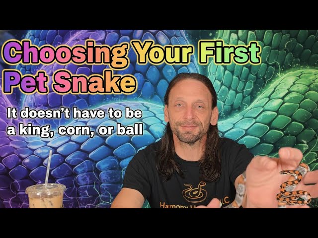 Choosing Your First Pet Snake. It Doesn't Have to be a Corn, Milk , or Ball. But maybe it should be?