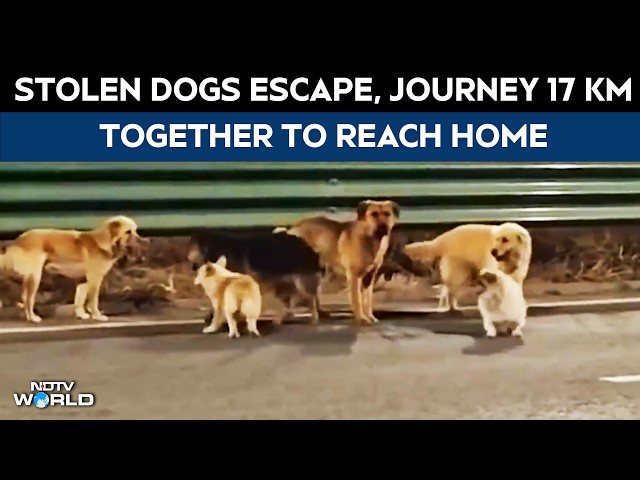 Perros de China | Guías Corgi: 7 perros robados escapan en una travesía de supervivencia de 17 km...