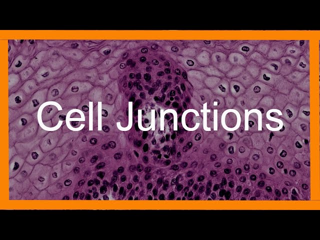 Epithelial Cell Junctions
