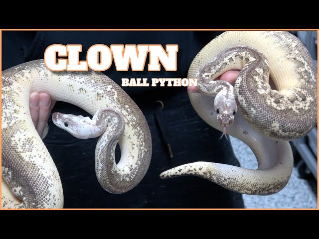 Showcasing The Clown Gene| Ball Python Clown Combos